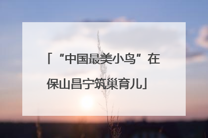 “中国最美小鸟”在保山昌宁筑巢育儿