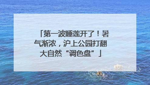 第一波睡莲开了！暑气渐浓，沪上公园打翻大自然“调色盘”
