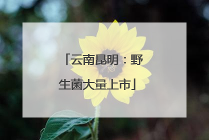 云南昆明：野生菌大量上市