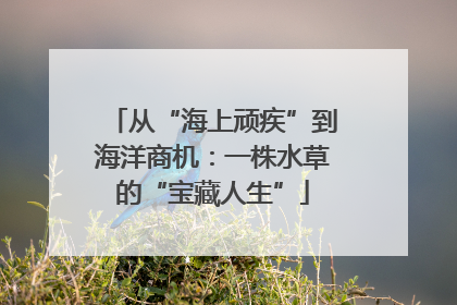 从“海上顽疾”到海洋商机：一株水草的“宝藏人生”