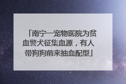 南宁一宠物医院为贫血警犬征集血源，有人带狗狗前来抽血配型