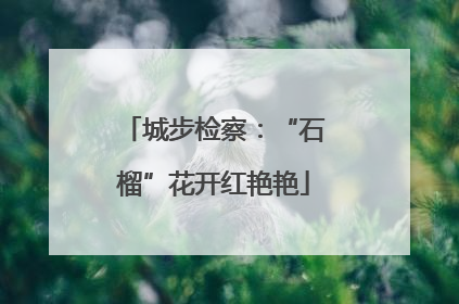 城步检察：“石榴”花开红艳艳