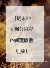周末冲！大观公园双色睡莲惊艳绽放