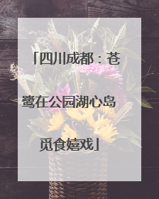 四川成都：苍鹭在公园湖心岛觅食嬉戏