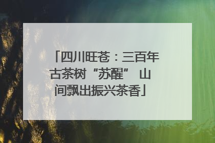 四川旺苍：三百年古茶树“苏醒” 山间飘出振兴茶香