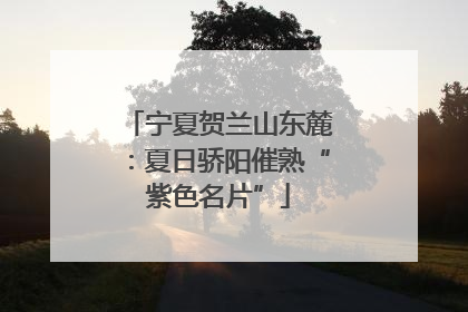 宁夏贺兰山东麓：夏日骄阳催熟“紫色名片”