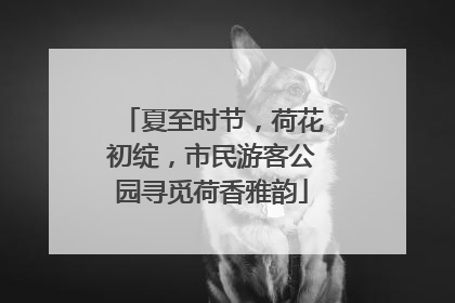 夏至时节，荷花初绽，市民游客公园寻觅荷香雅韵