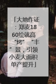 大地作证：郑麦1860绘就高“烤”“丰”景，引领小麦大面积单产提升