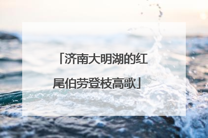 济南大明湖的红尾伯劳登枝高歌