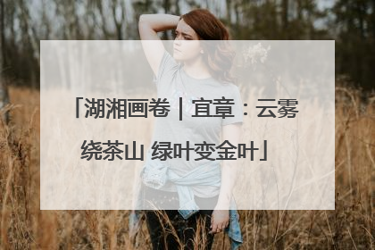 湖湘画卷｜宜章：云雾绕茶山 绿叶变金叶