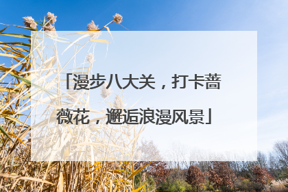 漫步八大关,打卡蔷薇花,邂逅浪漫风景