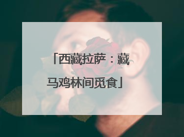 西藏拉萨：藏马鸡林间觅食