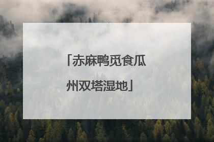 赤麻鸭觅食瓜州双塔湿地