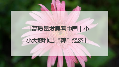 高质量发展看中国｜小小大蒜种出“辣”经济